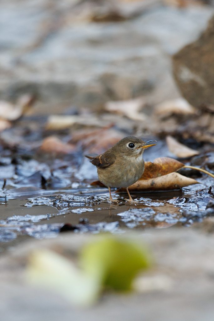 Small bird at the water's edge among fallen leaves