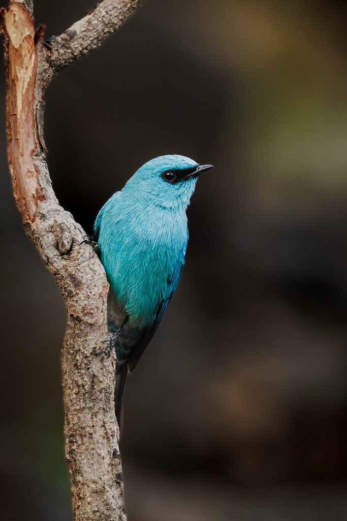 Verditer flycatcher on a vertical branch