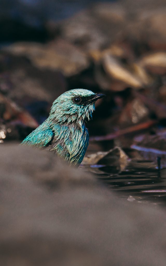 Verditer flycatcher preening at the water's edge